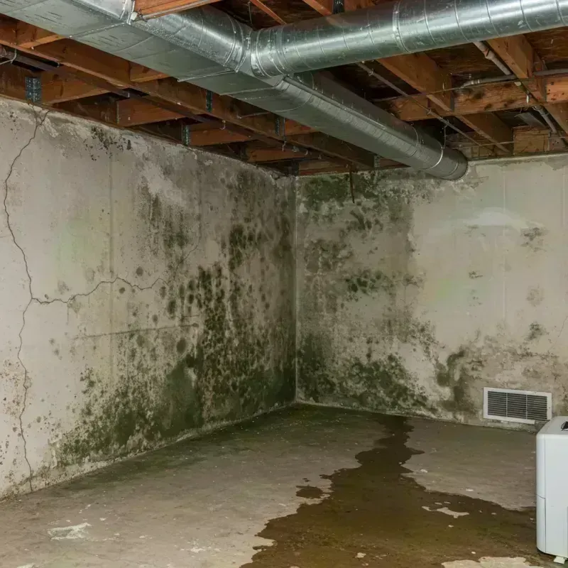 Professional Mold Removal in Richmond, MO